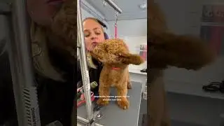 Уход за шерстью голдендудла &mdash; это ОЧЕНЬ трудоемкий процесс #goldendoodle