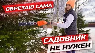 Формирую кроны берез аккумуляторным кусторезом, неужели это так легко делать? Daewoo daht 1212 Li