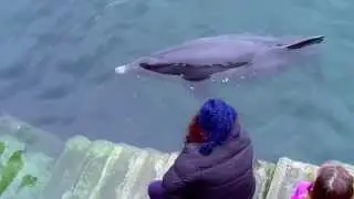 Dusty the Dolphin at Doolin Pier