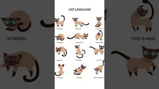 #cat tail meanings #shorts