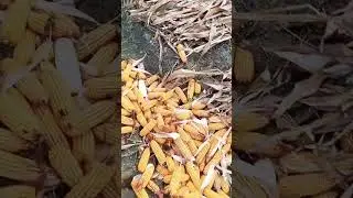 #pakistanifarmers