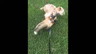 Bella the Fox playing with her dog friends!