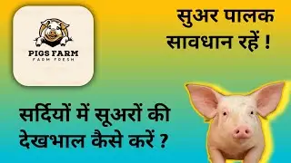 ये Pig Farming नहीं 🐷 ये Paisa Farming है 🤑 || Best Agribusiness Idea || Indian Farmer