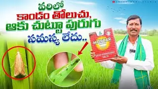 Pest Control In Paddy | వరిలో కాండం తోలుచు,ఆకు చుట్టూ పురుగు నివారణ | Mortar | Shiva Agri Clinic
