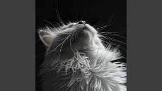 Window Watch in Whispered Melody