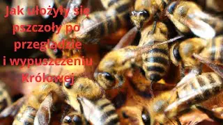 matki na wolności czas na rozwój rodzin pszczelich