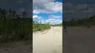 Пробежка #хаски