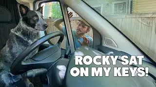 My Dog Locked Me Out Of My 