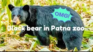 Black bear in Patna zoo by all animal life care