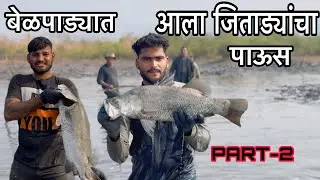 बेळपाड्या गावात आला जिताड्यांचा पाऊस..🐟🐠| Belpadya Gavat Aala Jitadyancha Paus..🐟🐠#viral #trending 