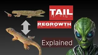 How lizards regrow their tail | Explained. #regrowth #tails #lizards #lizard #facts