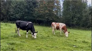 Krowy na pastwisku krowa na łące las Zakopane Ząb Słodyczki Gubał&oacute;wka #cow #travel #vacation #nature