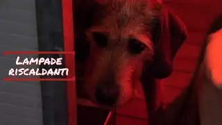 Le lampade riscaldanti al Canile Municipale della Spezia.