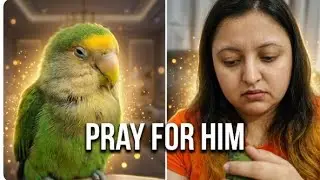 Pet Is ill 😪🤲 Taking Care Of My Love Bird & Random Stuff #kayinatkidunya 