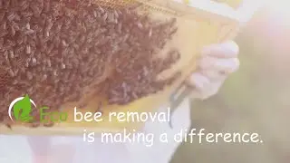 Introducing: Eco Bee Removal
