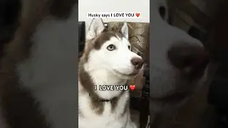 Husky says I Love You‼️😱❤️ #huskylove #iloveyou #doglovers