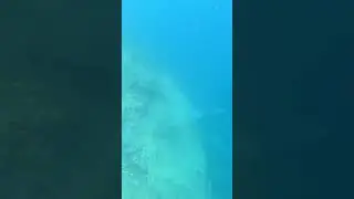 #incrediblefishing short #spearfishing