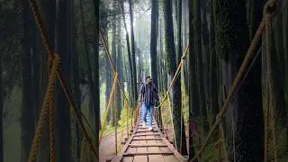 darjeeling pine forest | cinematic video #darjeeling #pineforest #pinetress #forest #shorts #viral