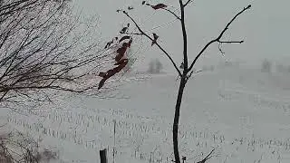 Iowa Snow Storm Jan 2026
