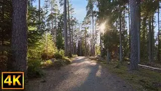 1 hour forest walk on a sunny day - V&auml;xj&ouml;, Sweden - 4K Nature Walk