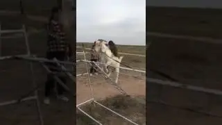 Balancing Goat .