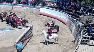 segundo animal club de huasos criollos Longovilo