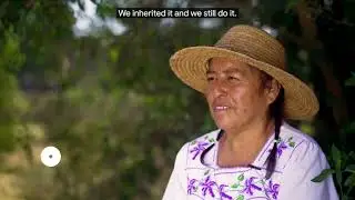 Proyecto Comida Mexicana: Cocina de insectos y flores - Secretaría de Cultura, Google Arts & Culture