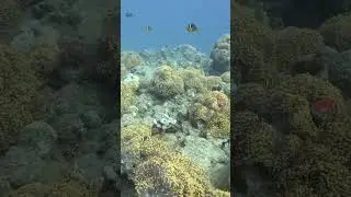 Nemo-City Red Sea al-Qusair