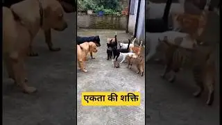एकता की शक्ति #cat #dog #monkey #yt #video #comedy #comedyshorts #viralvideo #viral #viralvideos