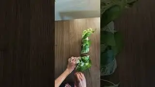 How to pack long rooted cutting # Halfmoon snow queen pothos  #plants #indoorplantplantnursery