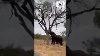 Elephant pushing down tree (Giant tusker) 2022