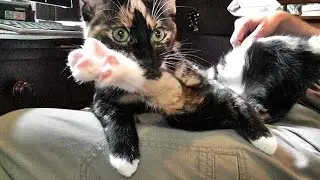 My Cat Won't Let Me Answer My E-mails!