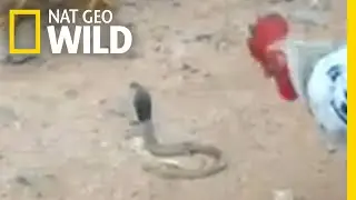 Rooster v. Cobra: Who Will Win? | Nat Geo Wild
