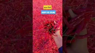 red chilli production for selling