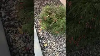 Sandstorm Pest Control&mdash;showing how Storm Tech protects your home 🌪️🏡 #chandlerarizona