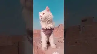 Hurry ❣️ || #shorts #cats