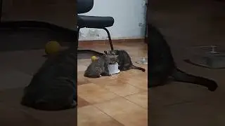 Comer pra crescer. 64 dias #cat #cute 🐈🐈&zwj;⬛❤️