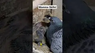 Mommy pigeon feeding 2 babies at once! #feeding #baby #pigeon