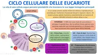 CICLO CELLULARE DELLE CELLULE EUCARIOTE