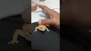 leopard gecko shtctb