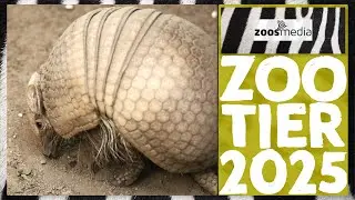 Cologne Zoo: ARMADILLO is Zoo Animal of the Year | zoos.media