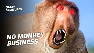 The World&rsquo;s Top 6 Craziest Primates