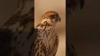 Discover Qatar's wildlife
