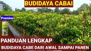 PANDUAN LENGKAP MENANAM CABE ..! DARI AWAL SAMPAI PANEN