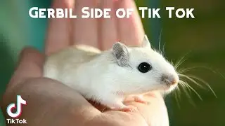 Gerbil Side of Tik Tok