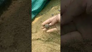 Full process of macadamia seeds | growing macadamia plants from nuts 🌰 #macadamianuts