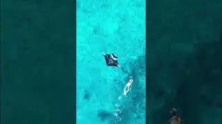 Diving with a beautiful Manta Ray #deepbluecoast #oceanexploration #deepocean