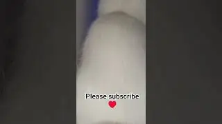 #do you like cats ask me in comment &hearts;️ and please subscribe for cute cat &hearts;️&hearts;️&hearts;️.... #funnycute ❤️.