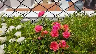 table rose online sale WhatsApp no 8098713539