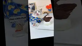 Chef Meow 😺 #shorts #youtubeshorts #trending #viral #short #shortvideo #thatlittlepuff @PetZoo840
